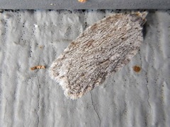 Acleris maximana