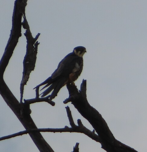 Eurasian Hobby (Falco subbuteo)