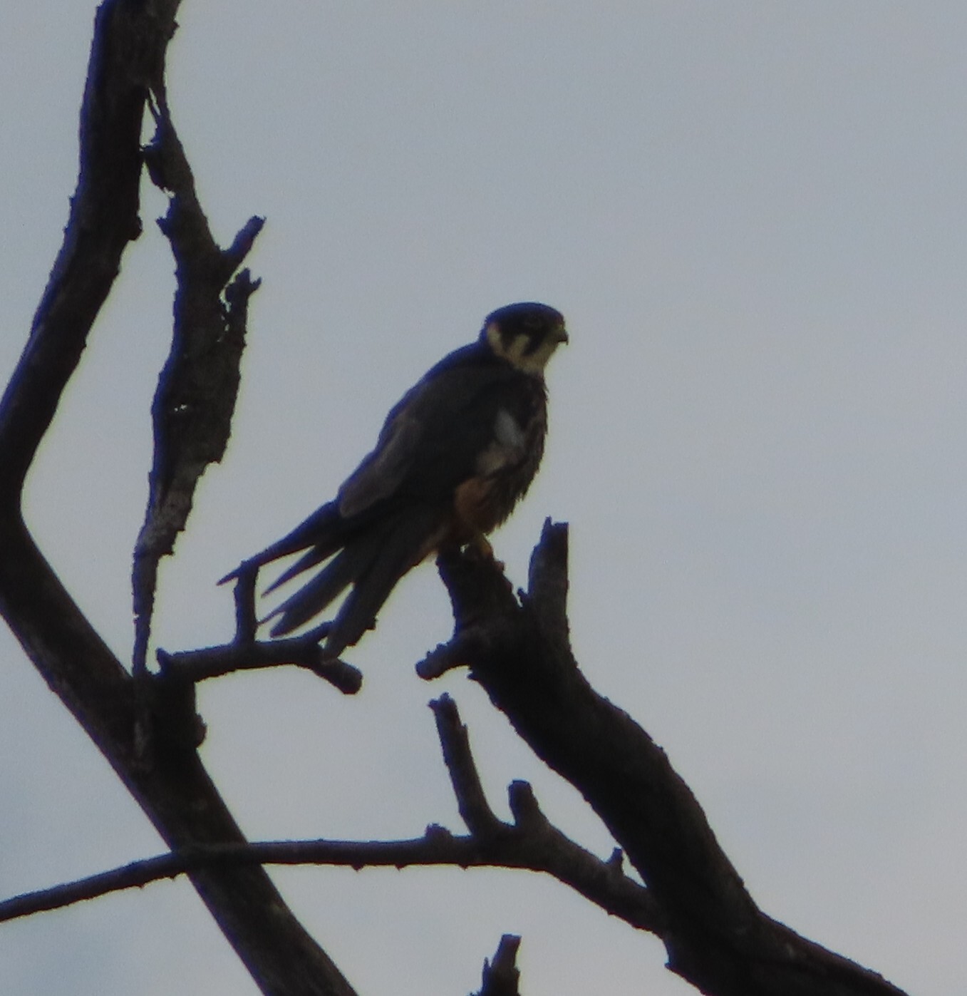 Eurasian Hobby (Falco subbuteo), photo 1