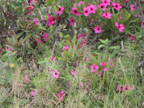 Summer impala lily (Adenium swazicum)