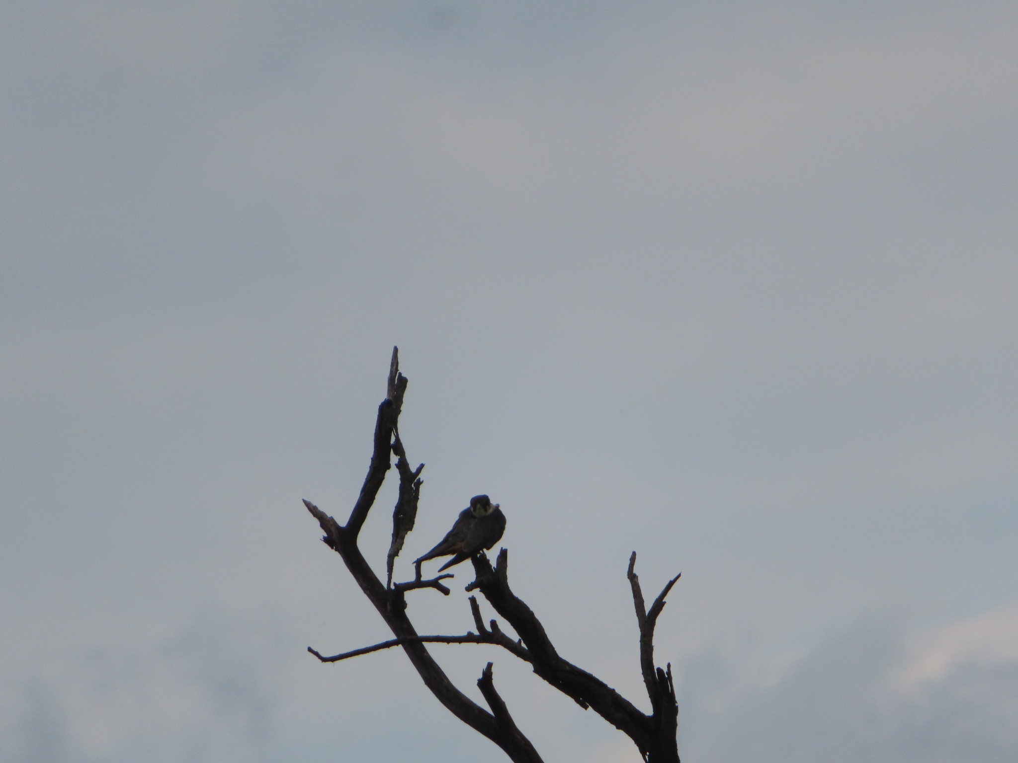 Eurasian Hobby (Falco subbuteo), photo 2