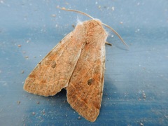 Orthosia hibisci