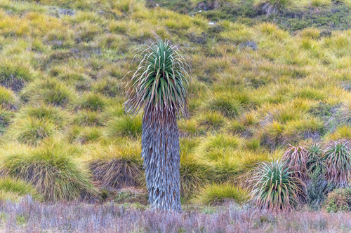 Richea pandanifolia, photograph 6