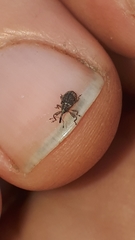 Anthonomus humeralis