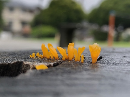 Fan-shaped Jelly Fungus