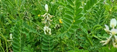 Astragalus hamosus, photograph (c) Barry Stewart, some rights reserved (CC BY)