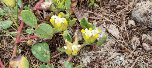 Tripodion tetraphyllum, photograph 2
