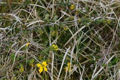 Genista anglica