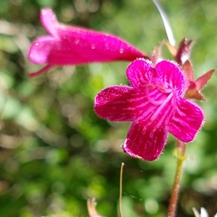 Penstemon triflorus