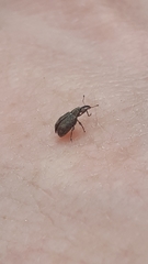 Anthonomus humeralis