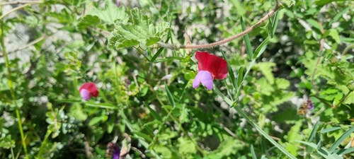 Lathyrus clymenum, photograph 5