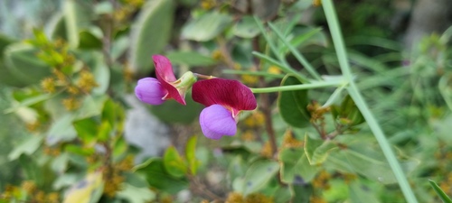 Lathyrus clymenum, photograph 6