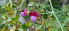 Lathyrus clymenum, photograph (c) Barry Stewart, some rights reserved (CC BY)