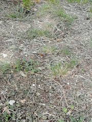 Fringilla coelebs