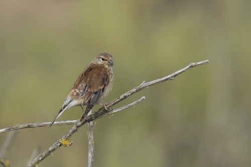 Eurasian Linnet