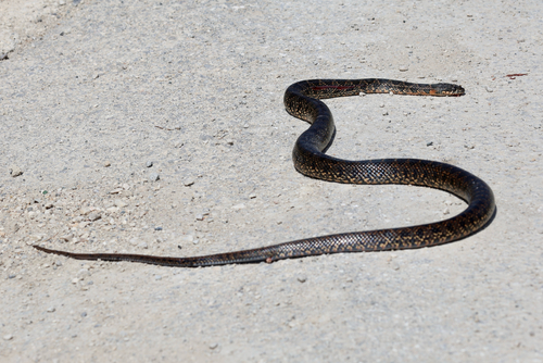 Horseshoe Whip Snake