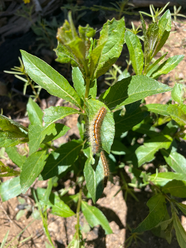 iNaturalist observation photo of Butterflies and Moths