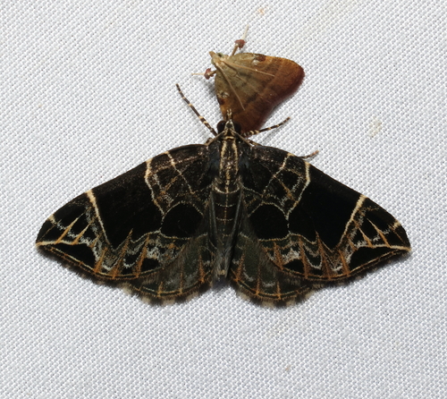 Dark-banded Geometer Moth photo 3