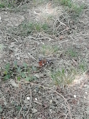 Fringilla coelebs