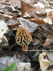 Morchella diminutiva