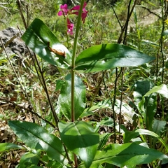 Penstemon triflorus