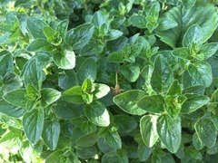 Origanum