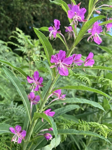 fireweed
