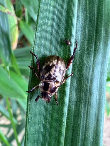 Oriental Beetle