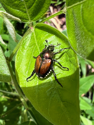 Japanese Beetle