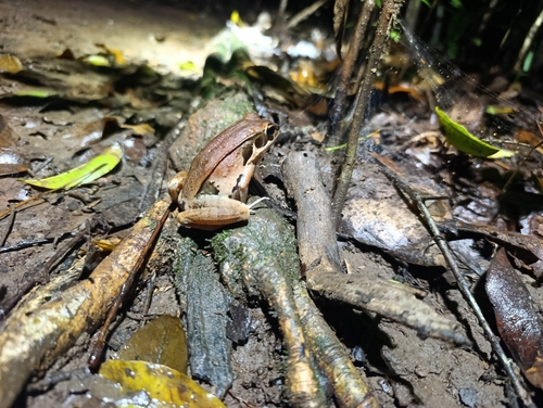 Hylarana lateralis observed 2026-06-27
