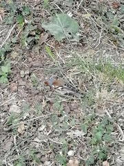 Fringilla coelebs