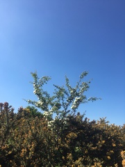 Crataegus