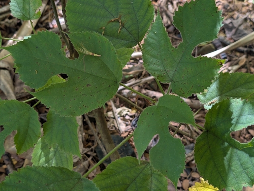 Broussonetia papyrifera observed 2026-06-27