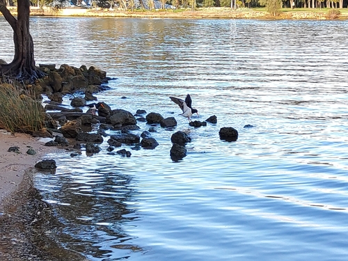 Pied Oystercatcher