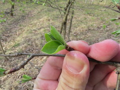 Pyrus communis pyraster