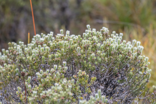 Melaleuca squamea, photograph 1
