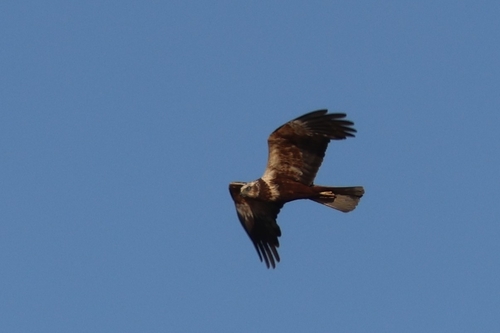 Western Marsh Harrier