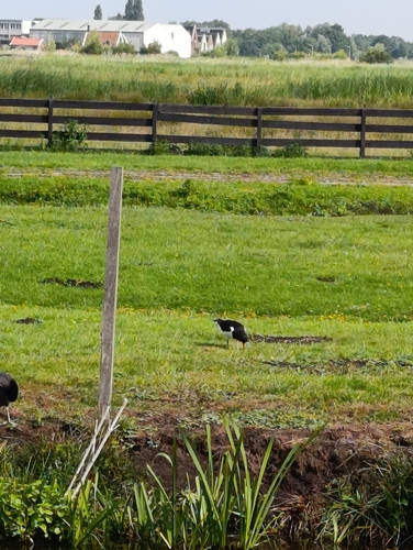 Eurasian Oystercatcher