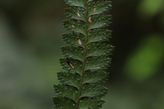 Arachniodes rhomboidea