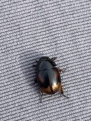 Sphaeridium bipustulatum