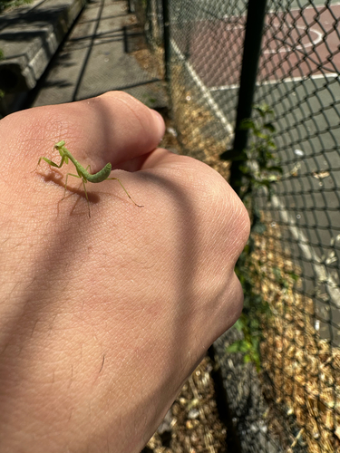 Transcaucasian Giant Mantis