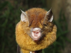 Hipposideros