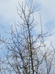 Pyrus communis pyraster