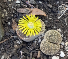 Lithops hookeri