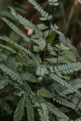 Arachniodes rhomboidea