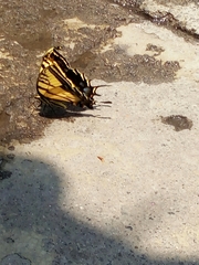 Papilio multicaudata