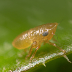 Aphrodinae
