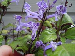 Plectranthus saccatus