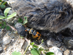 Nicrophorus vestigator