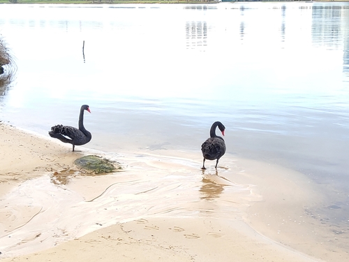Black Swan